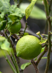 Lime tree, fruit of a citrus plant close up. Citrus aurantiifolia, green lime lemon handing on a bush branch. harvest time. South Africa garden plantation. Natural wallpaper. 