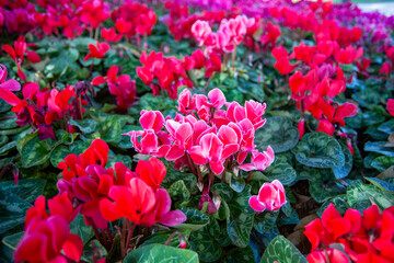 Red spring cyclamen flowers in the garden