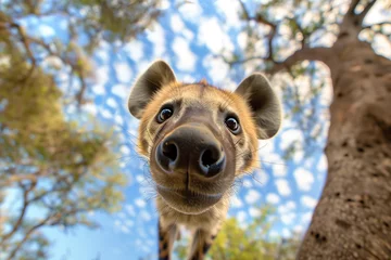 Crédence de cuisine en verre imprimé Hyène A hyena in the wilderness with a grin gazes downward at the camera.
