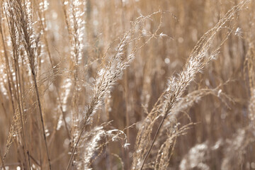 Fototapeta premium Gräser im Sonnenlich am Abend