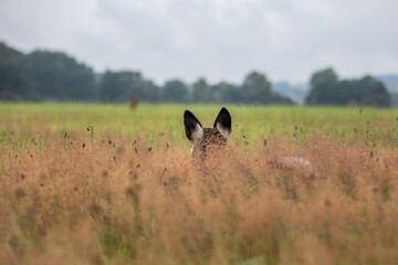 Dog head peeps out of the tall grass - dog ears