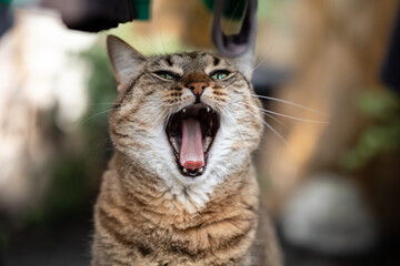 Cat with wide open snout - yawning cat