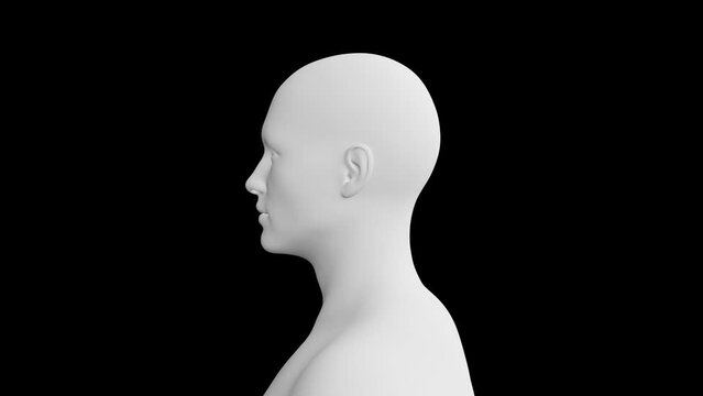 Human Male Head. 3D Model. 360 Degrees rotation (turntable). Isolated