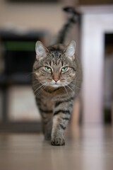 Naklejka na ściany i meble A cat walks towards the camera with a serious look