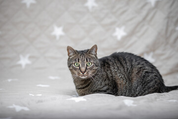 Cat portrait with a neutral background