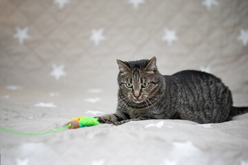 Cat portrait with neutral background - cat with toy