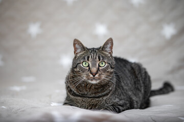 Cat portrait with a neutral background