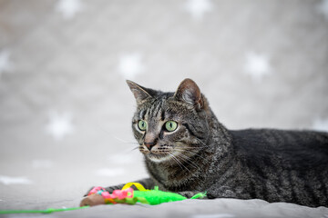 Cat portrait with neutral background - cat with toy