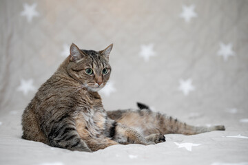 Cat portrait with a neutral background