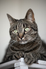 Portrait of a gray tabby cat