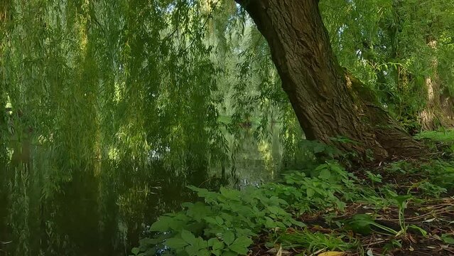 Green williw tree on the shore of Seret river. Calm summer scene of Topilche Park, Ternopil, Ukraine, Europe. Beauty of nature concept background. 4K video (Ultra High Definition).