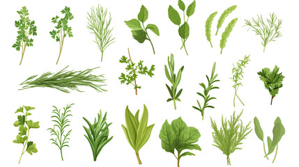 Fresh and Organic Herb Collection on transparent background- Culinary Illustration Featuring Thyme, Rosemary, Mint, Oregano, Basil, Sage, Parsley, Dill, Bay Leaves, Leek Spices.