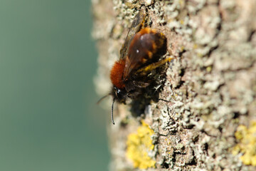 Andrène rousse (Andrena fulva)
Andrena fulva in its natural element
