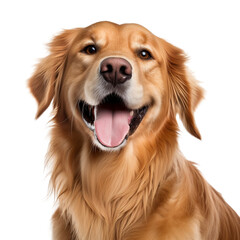 Very happy smiling dog portrait isolated on transparent background