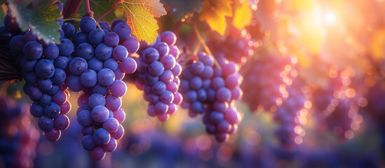 a bunches of grapes on a vine - obrazy, fototapety, plakaty