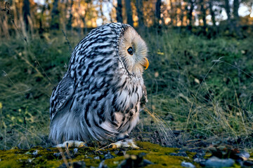 A beautiful owl, the Ural Owl, sits on a tree in the forest.