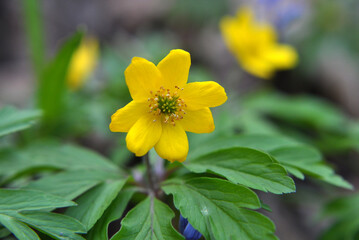 Spring in the forest blooms anemone yellow (Anemone ranunculoides).