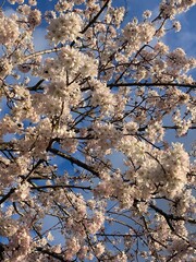cherry blossom in spring