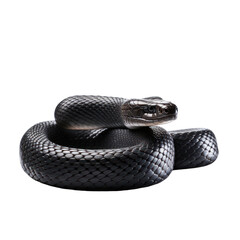 Black snake Isolated on transparent background