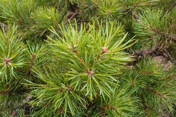 thick branches of young pine in summer