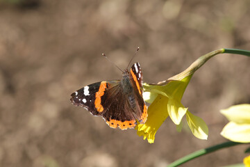 Vulcain (Vanessa atalanta)
Vanessa atalanta on an unidentified flower or plant
