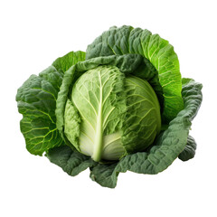Cabage Isolated on transparent background