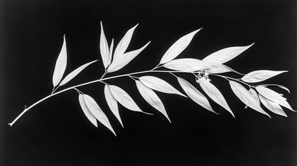 a black and white photo of a branch of a tree with leaves and a bud on the tip of it.