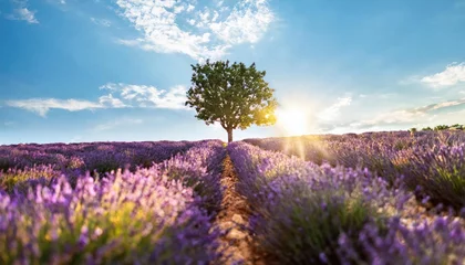 Gordijnen Stunning lavender field landscape Summer sunset with single tree  © blackdiamond67