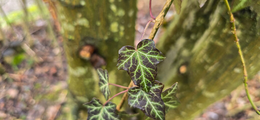 Green ivy on the wall, climbing. Leaves texture.