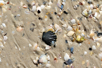 Wet seashells on sand beach at summer