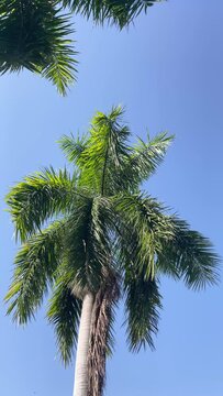 Bottom view of a palm tree with blue sky background. 4k.