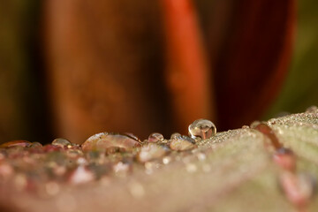 macro picture of raindrops on an exotic leaf