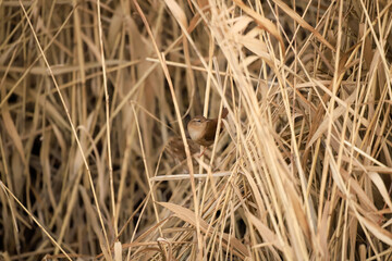 a wren in the reed grass