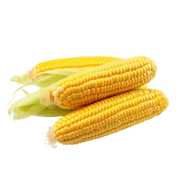 recommend clip art: Corncobs Isolated on transparent background