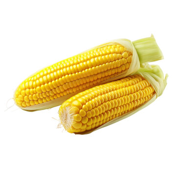 recommend clip art: Corncobs Isolated on transparent background