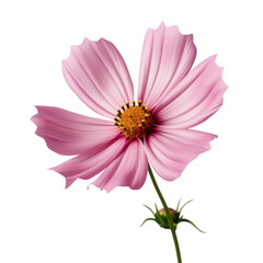 Cosmos flower Isolated on transparent background