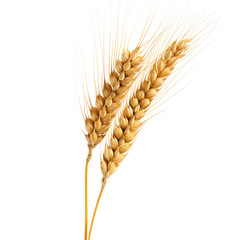 Ear of wheat Isolated on transparent background
