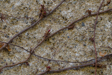 dried creeping ivy on the wall