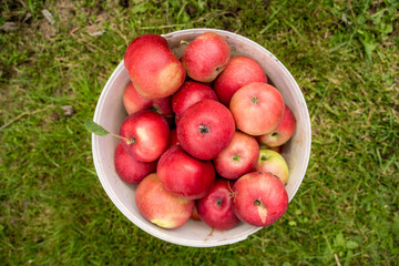 Freshly picked apples from the garden in a plastic white bucket, organic fruit cultivation.