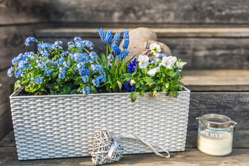 White flower box with blue forgetmenots, mini hyacinths and pansies on wooden background
