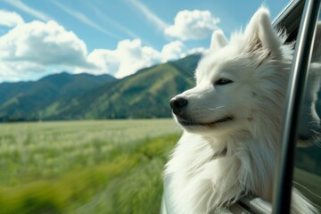 Close up and selective focus at fluffy white Samoyed dog enjoys a car ride, gazing out of the window at the lush green countryside and distant mountains under a clear blue sky.