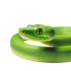 Obraz premium Green snake Isolated on transparent background