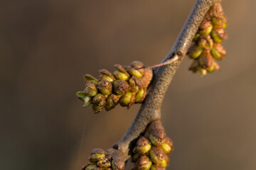 branch with colorful buds on blurred background