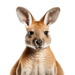 Fototapeta premium kangaroo isolated on transparent background