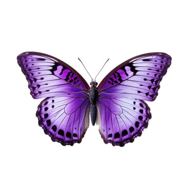 Purple butterfly isolated on transparent background