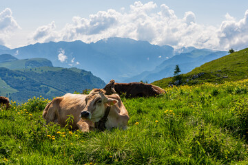 Cattle pasture with cows on the Monte Baldo mountain on Lake Garda in Italy.