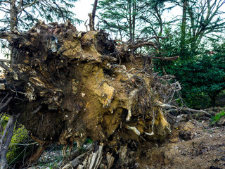 Nature's Turn: The Uprooted Giant