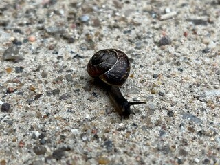 snail on the road