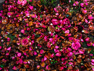 Vibrant Carpet of Fallen Camellia Flowers