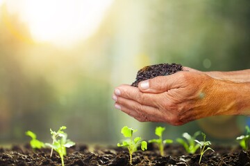 farmer holding dark soil, and green plants
